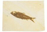 Detailed Fossil Fish (Knightia) - Wyoming #186495-1